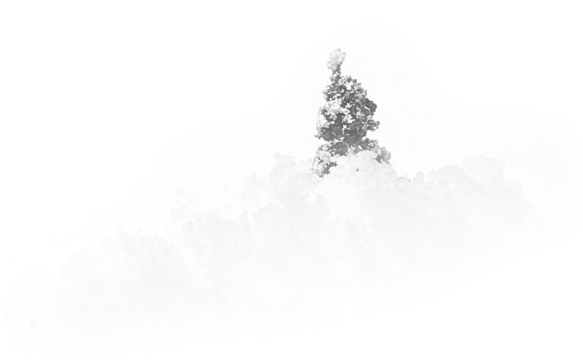 A snowy tree-top